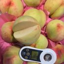 일요일발송~ 맛있는애들 모아모아 골라 드세요~~말랑이털복숭아/왕자두/대추방토 이미지