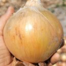 황토골농장 | 해풍 맞고 자란 양파 소미니혼합 10Kg 전남 무안 황토골