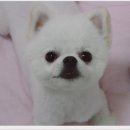불꾼 이미지