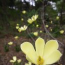 노랑목련,흰별목련,자주별목련,병아리꽃나무,키르탄서스 이미지
