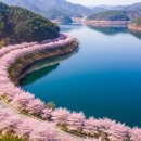 [동구 두 번째 학교_무료강좌] 스마트폰으로 인생사진 찍기 | 2026 대청호 벚꽃 드라이브 코스 총정리｜국내 최장 26.6km 오동선 벚꽃길