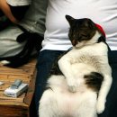 뚱보 고양이 이미지