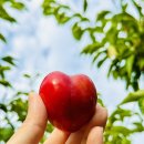 우림농장1 이미지