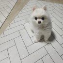 맛있는 인생 | 연신내술집 [록갈비 연신내점] 진짜 두툼하고 맛있는 인생 쪽갈비 솔직후기