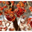 칼봉산자연휴양림 이미지