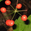 횡성 수농장 이미지