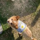 재키애견 이미지