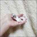 펫엔글라이더 인천점 이미지