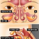 안코비어 이미지