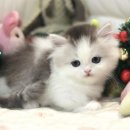 고양이분양제나캣사상점 | 【먼치킨고양이분양】 다리가 짧아 더 사랑스러운 먼치킨 아기냥 분양 한 번 알아볼까요?