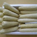 맛있는 강원도 찰옥수수+고구마+봉평메밀가루+오대쌀 팔아요 이미지