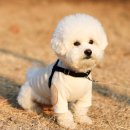 플레이 바우 이미지