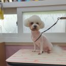 the 굿 dog 네이버블로그
