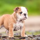 도그마루(왕십리점) 이미지