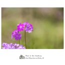 앵초 - 유성구 엑스포로 488 | 앵초