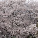 경화어시장 네이버블로그
