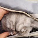 강동물병원 | 울산 고양이 동물병원 꼬리 봉합수술 닥터강 동물병원 내돈내산