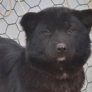 하룻 강아지 이미지