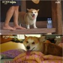 삼시세끼 고창편에 출연했던 유해진 반려견.jpg 이미지