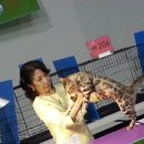 베스트 캣 이미지