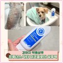 닥터김 동물병원 | 강아지 약용샴푸 프루너스 닥터 미코클로딘 샴푸액 구매처 사용법