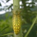 퓨퍼(PUPA) 이미지