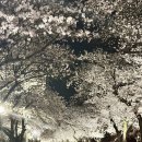 영덕하나약국 | 2026년 3월 넷째주 기록 (연차,파나크 영덕 조식,뼈나루 감자탕,하트베이크샵 버터떡,벚꽃 시작!,장염도...