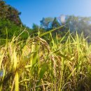 부영농약종묘사 이미지