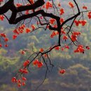 감나무골 이미지