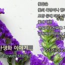 스타티스 Daum카페
