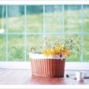 꽃피는날 이미지