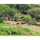 사곡목장 이미지