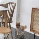 엘로이펫(L.ROYpet) 이미지