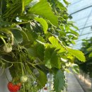 꽃개 하우스 | 25년 5월 일상 - 3 : 하하하. 날씨가 미쳤어 !