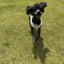 소풍애견미용 이미지