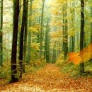 가을 숲으로 가자 이미지