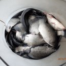 입큰붕어낚시카페 이미지