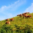 영호목장 이미지