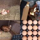 석 농장 이미지