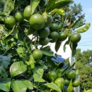 별이네농장 이미지