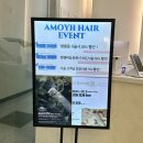 [아모이헤어] 평택 고덕 미용실 히피펌 미니비숑과 함께 시술후기 민경원장님 추천 내돈내산