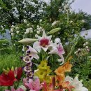 6월29일 백합 글라디오러스 수국등으로 이미지