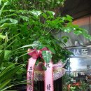 청림화분 이미지