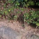 두루웰자연휴양림 | [자연휴양림][철원]두루웰숲속문화촌 순담 후기