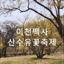 기대만족 이천점 | 이천백사 산수유꽃축제 개화상황 실시간 후기｜첫날 다녀온 솔직 리뷰