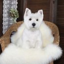 토비애견미용 이미지