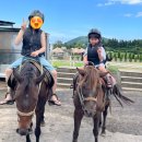 2454 | 제주 목장카페 드르쿰다｜카트부터 승마체험까지 제대로 뽕뽑고 온 후기 🐴🌿