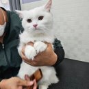 아꼬운몽 이미지