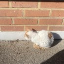 종국목장 | 강릉 정동진 썬크루즈 비치크루즈 오션뷰 호텔 후기 | 가볼만한곳 맛집 여행 코스