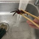 공투렙타일